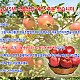 https://pomefarm.co.kr/shop/data/cheditor4/1510/thumb-c63D5pn8rQU3KAFvjz_80x80.jpg
